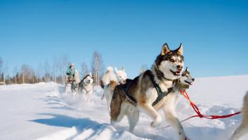 Pocos turistas desconocen lo que se esconde detrás de las preciosas fotos de perros en Laponia