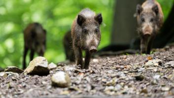 Nuevas víctimas por la peste porcina: otros ocho jabalíes muertos en la zona del brote