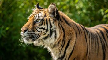 Unos collares GPS revelan la nueva 'presa' de los tigres que deja atónitos a los expertos: "Es un comportamiento muy extraño"