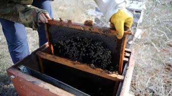 Una pareja se traslada a un pueblo de España para desarrollar su amor por la apicultura: "La misma miel de toda la vida"