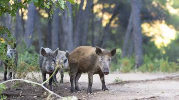 La peste porcina pega un 'bocado' a la economía española: las cifras en riesgo de un sector clave a las puertas de Navidad