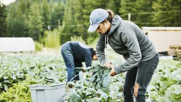 A Johan, agricultor, le sobran más de 100.000 kg de col y su hija sale al rescate con la solución: "Después de solo ocho horas, alcanzamos nuestro límite"