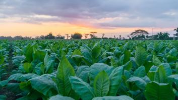 Un plan de Dinamarca amenaza a uno de los productos más exportados por Extremadura por una subida de impuestos sin precedentes