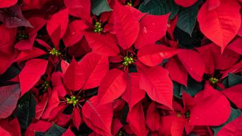 Un jardinero desvela el método de la 'bolsa negra' para que la Flor de Pascua sobreviva en Navidades más tiempo en casa