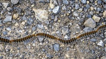 Málaga saca los cañones y pistolas para preparar a los pinos ante la plaga que afecta notablemente a los perros