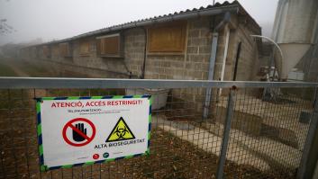 La UE declara 91 municipios de ocho comarcas catalanas como zona infectada por peste porcina africana