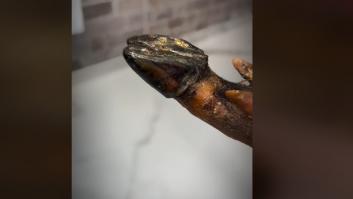 Un conocido experto señala en lo que tienes que fijarte para elegir bien el jamón esta Navidad: la clave, ver esto en la pezuña