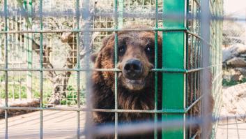 Se topan con jaulas de animales en medio del bosque y el plan que tuvo al respecto este restaurador pone los pelos de punta