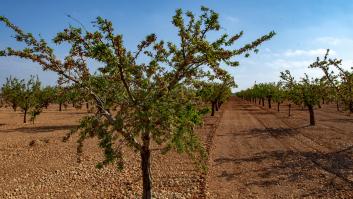 Juan José, agricultor, ganó 650.000 euros al año cambiando los olivos por los pistachos: por qué se ha ido imponiendo este cultivo