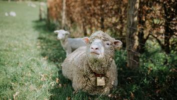 Yousri, joven de 28 años que ha recorrido Túnez y Argelia para regalarle una oveja a su abuela: "Quise demostrar mi amor"