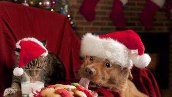 Carlos, veterinario: "Intentar que tu perro se solidarice con tu glotonería me parece bastante peligroso"