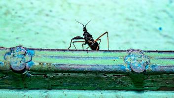 Asombro de los investigadores ante la especie desconocida descubierta que parece un experimento fallido