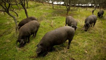 China impone aranceles de hasta el 19,8 % al cerdo europeo durante cinco años: así afecta a España