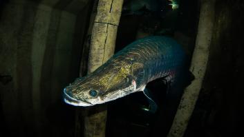 Un ejemplar de pirarucú (Arapaima gigas), en una imagen de archivo
