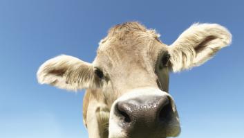 Jorge Berzosa, chef español: "Lo que te da el dinero es la ternera"