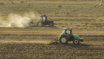 Cultivan el cereal milenario junto a paneles solares y los científicos realizan un descubrimiento revolucionario