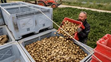 Un agricultor francés recoge patatas "bonnotte" en un campo de Noirmoutier