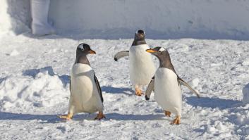 Unos pinguinos en una imagen de archivo