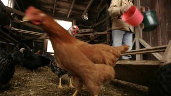 Ana, joven granjera en un pueblo de Teruel: "Los animales son siete días a la semana, te tienen que gustar"