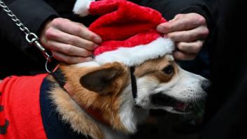 Un perro desaparece en 2021 y aparece ahora a 3.700 km de su casa: "El milagro de la Navidad"