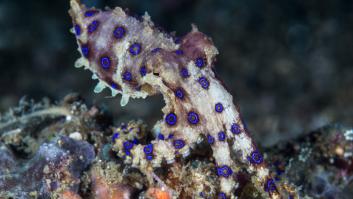 Un turista juega con un bebé pulpo azul y resulta ser uno de los animales más venenosos del planeta