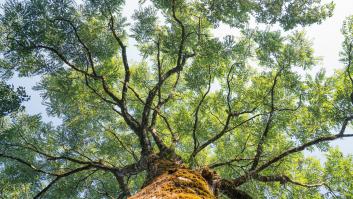 Vista hacia las exuberantes ramas verdes de un árbol grande y un árbol verde alto en primavera.