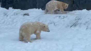 Así ha sido el tierno momento de dos osos polares que disfrutan la nieve por primera vez