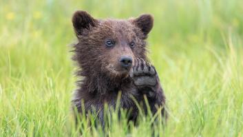 Una pareja crio a un oso de 410 kilos durante 25 años como su hijo y se convirtió en una estrella: "Fue una historia de amor"