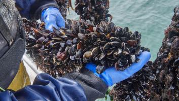 Con más de 777.000 toneladas al año, China domina la producción mundial de mejillones y explota megagranjas marinas que han convertido su cultivo en una de las mayores industrias de proteínas del planeta