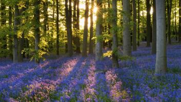 Un bosque con una puesta de sol de fondo, en una imagen de archivo.
