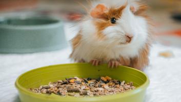 La RAE aclara cómo se denomina en diferentes países de habla hispana al conejillo de Indias