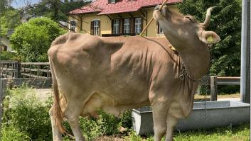 Estudian cómo una vaca usa palos y escobas para rascarse el lomo: "Ha ido perfeccionando su técnica"