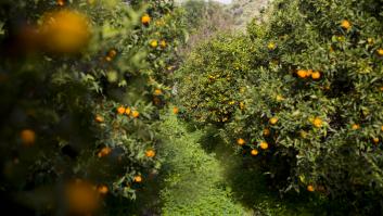 Fascinación de un chef británico al tropezar en la costa este de España con el "Jardín del Edén" de los cítricos