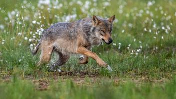 "Ya no dormimos tranquilos": el pánico de los ganaderos ante la vuelta del lobo al corazón de Francia