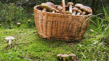 El misterio de la seta que provoca la misma alucinación a todo el mundo: "No comas hasta que suene la alarma o verás gente diminuta"