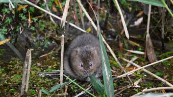 Detección precoz desde el espacio: así es el modelo español que avisa a los agricultores antes de que los topillos arrasen su cosecha