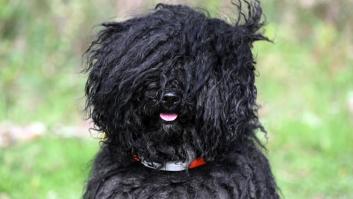 Roban a una perra de terapia en un colegio y la encuentran a 50 kilómetros: "Todo el que la conoce queda prendado de ella"