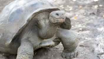 El ecosistema dañado en este conocido archipiélago está cambiando gracias al trabajo de 1.500 tortugas gigantes