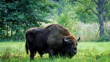 Un bisonte europeo pasta en un prado verde de Polonia
