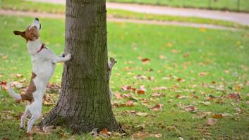 Un perro jugando en un árbol