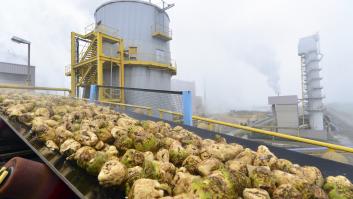 Cinta transportadora con remolacha azucarera lavada hacia el depósito de remolacha en la fábrica; a la derecha, torre de extracción de pulpa de remolacha, Alemania (transporte, alimentos, industria alimentaria, cinta transportadora, planta, fábrica, industria)