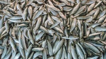 Lo que comemos no siempre es lo que dice el menú: detrás del 20% del comercio del pescado hay fraude