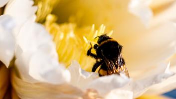 Ni pesticidas ni avispa asiática: la UE prueba microrobots que peinan y alimentan a la abeja reina para salvar la colonia