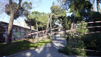 Vista de un árbol caído en la calle Marina de Barcelona, el 12 de febrero de 2026, durante el temporal de fuerte viento.