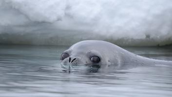 Los mejores exploradores de la Antártida tienen bigotes: así usan a las focas para espiar el glaciar del Juicio Final