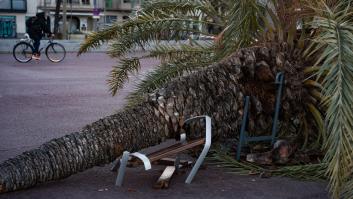 Efectos provocados por el fuerte viento en Barcelona este jueves 12 de febrero.