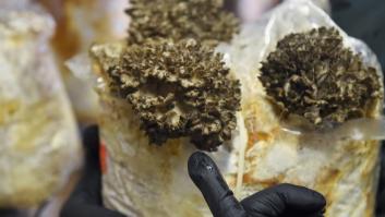 negocio-setas-gourmet