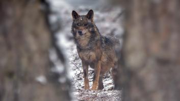 Imagen de un lobo en pleno invierno