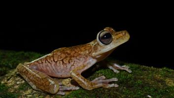 Descubierta una nueva especie de rana