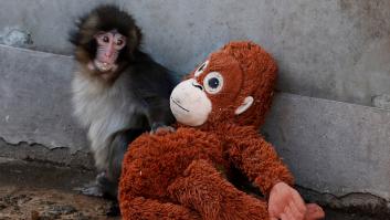Punch, la historia del mono más viral: abandono, manotazos y un peluche que ya es "su mamá"